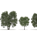 landscape tree 3d model