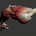 Medical Device Arm Muscle Anatomy Model Featuring Detailed Structure For Educational Purposes