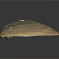 Natural Clam Shell With Brown White Color And Shiny Textured Surface On Black Background