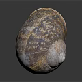 Unique Colorful Textured Marine Snail Shell Showcased On Dark Reflective Background