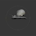 White Shelled Snail With Spiral Texture Gray Body And Tentacles On Dark Background