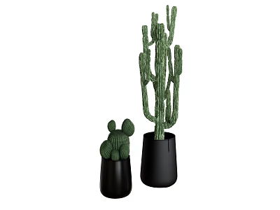 Two Decorative Cactus Potted Plants In Black Pots For Indoor Home Decor 3d model