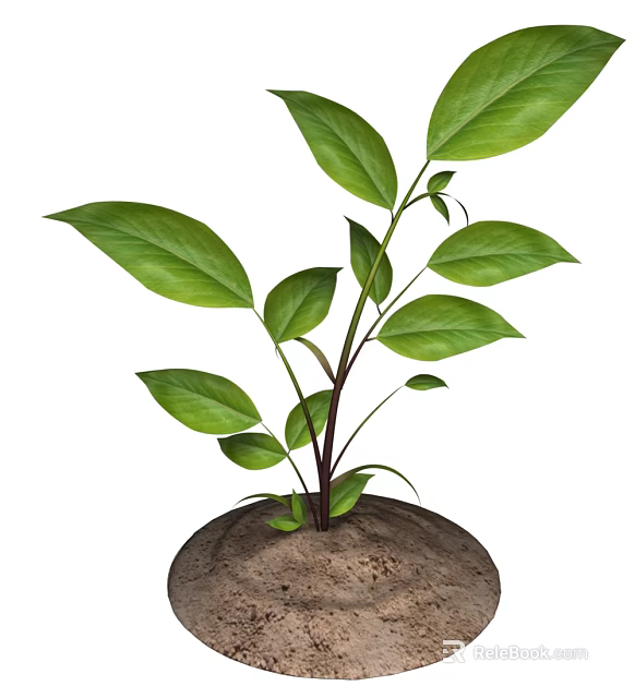 Vibrant Green Leafy Plant Growing In Fresh Soil With Healthy Stems 3d model 
