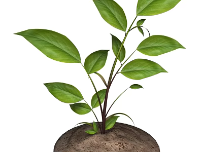 Vibrant Green Leafy Plant Growing In Fresh Soil With Healthy Stems 3d model