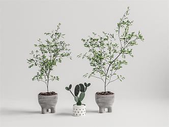 Modern Potted Plant 3d model