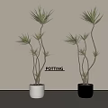 Potting Bonsai Dragon Trees With Curved Stems In White And Black Pots On Beige Background