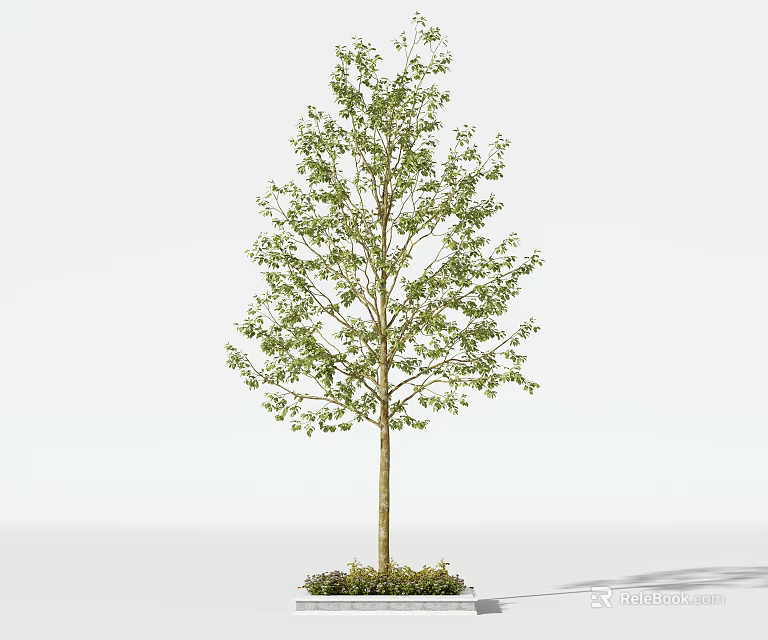 Tall Tree With Slender Trunk And Lush Green Foliage In White Background 3d model 