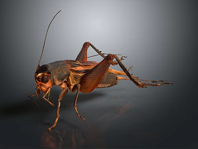 Detailed Realistic Dark Brown Cricket With Long Antennae And Extended Legs 3d model