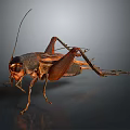 Detailed Realistic Dark Brown Cricket With Long Antennae And Extended Legs
