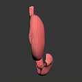 Anatomical 3D Model of Human Abdominal Organ Stomach Showing Detailed Internal Structure