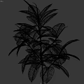 Tropical Plant Combination With Large Leaves Palm Fern And Green Foliage In Wooden Planter