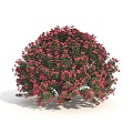 plants shrubs flowers flowers and plants 3d model