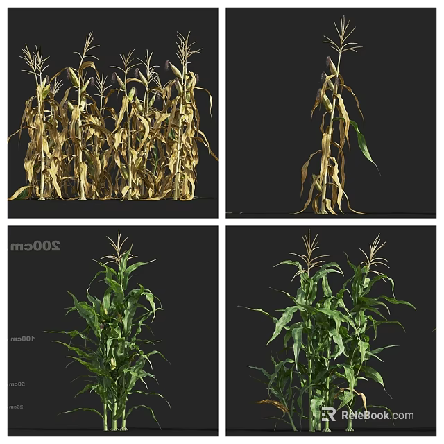 Corn Plants In Various Growth Stages Showing Dry And Green Leaves 3d model 