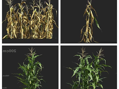 Corn Plants In Various Growth Stages Showing Dry And Green Leaves 3d model