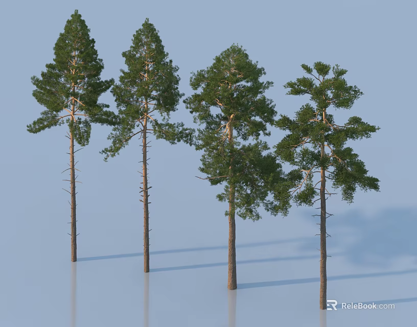 Four Tall Pine Trees with Straight Trunks and Green Canopies on Light Blue Background 3d model 
