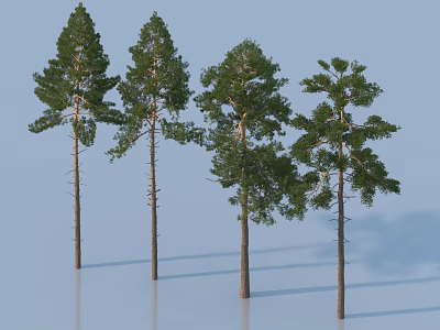 Four Tall Pine Trees with Straight Trunks and Green Canopies on Light Blue Background 3d model