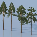 Four Tall Pine Trees with Straight Trunks and Green Canopies on Light Blue Background