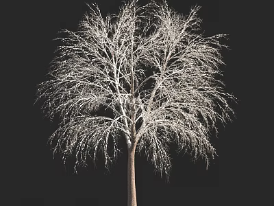 Tall Arbor With Slender Snow Covered Branches Against Dark Backdrop 3d model
