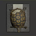 Turtle Cartoon Turtle Snapping Turtle Chickbill Turtle Reptile Cold Blooded Animal Reptile Class 3d model