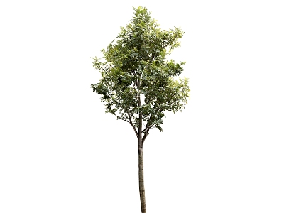 Green Plants HD Green Plant Tree 3d model