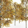 Autumn Deciduous Trees With Golden Orange Leaves And Gray Trunks In Lush Foliage