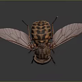 Detailed Striped Fly With Transparent Wings And Compound Eyes On Dark Background