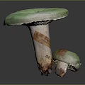 Green Mushroom Organ Structures With Hairy Edges And Labeled Stems Size 250 150