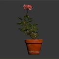 Healthy Pink Flowering Potted Plant With Green Leaves In Orange Clay Pot
