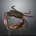 Crab with dark body showcasing red claws on gray background with reflection 3d model