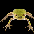 Green Frog With Brown Eyes And Light Underbelly Against Black Background