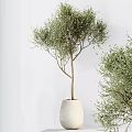 Natural Fresh Garden Decor With Olive Trees Large Leafy Plants In White Pots