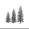 Snow Covered Evergreen Tree with Dense Foliage and Natural Winter Shape