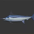 Striking Blue Swordfish With Open Mouth White Underbelly And Shiny Body On Dark Background