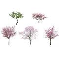 Different Types Of Flowering Arbor Trees Featuring Green And Pink Blossoms