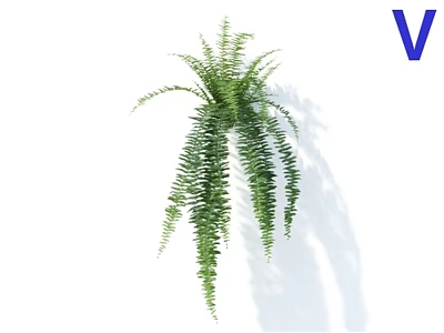 Green Hanging Fern Plant With Long Trailing Leaves And Natural Shadow 3d model