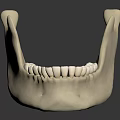 Anatomical Human Mandible Model With Detailed Teeth Structure On Black Background