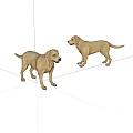 Two Yellow Labrador Retrievers Standing And Facing Each Other In White Background