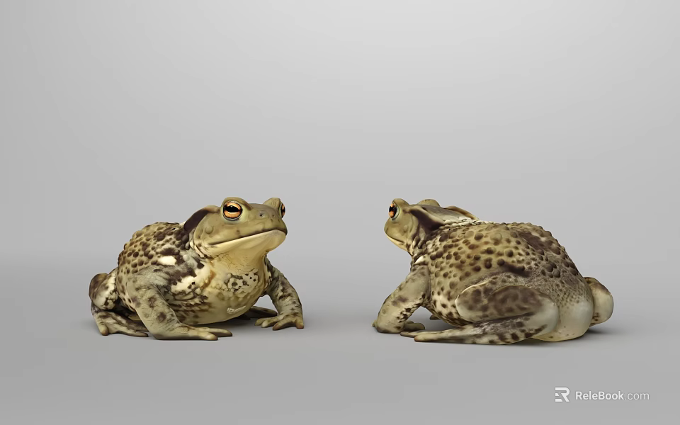 Two Realistic Brown Spotted Toads Facing Each Other On Gray Background 3d model 