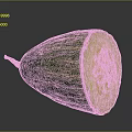 Fresh Green Striped Cucumber with Sliced Half Showing Yellow Flesh and Seeds