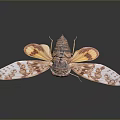 Detailed Cicada With Patterned Orange And White Wings On Dark Background 3d model