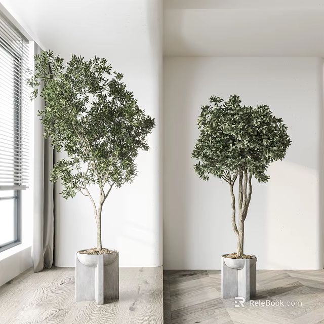 Bonsai Potted Plants in Modern Square Planters for Bright Indoor Room Decor 3d model 