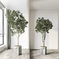 Bonsai Potted Plants in Modern Square Planters for Bright Indoor Room Decor
