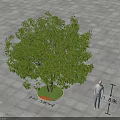 Lush Arbor Planted On Square Tiled Ground With Circular Green Area 3d model