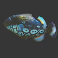 Vibrant Blue Tropical Fish With Circular White Spots Orange Fins And Reflection