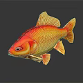Koi Fish With Red And Yellow Vibrant Scales On Black Background Showing Shiny Reflection
