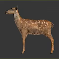Brown Fur Fawn With White Spots Standing In Isolated Dark Background