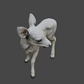 Young Fawn Standing On Dark Background With Light Gray Fur And Ears
