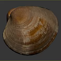 Shiny Orange And Brown Striped Clam Shell From Aquatic Animal On Dark Background