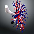 3D Rendering of Organ Structure with Hair Like Red Blue Blood Vessels and White Bone