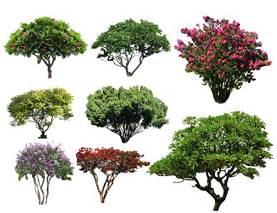 Modern Tree Shrub Ball Egg Flower Lagerstroemia Modeling Shrub Flower Shrub Color Leaf Tree Landscape Tree Modeling Tree Ornamental Tree Crooked Neck Tree 3d model